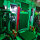 Illuminazione sala equipaggio K3 - resistente agli urti e allacqua - colore della luce verde